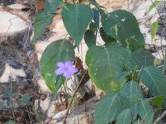 Ruellia breedlovei