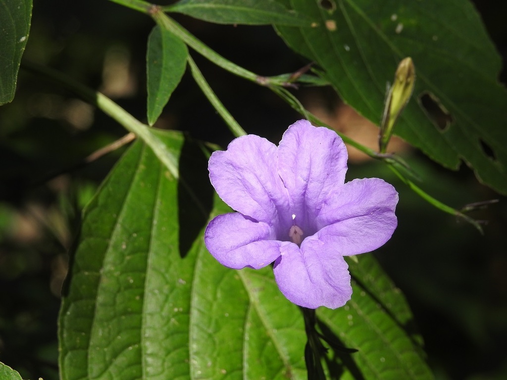 Ruellia breedlovei