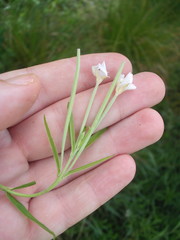 Epilobium pallidiflorum