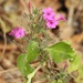 Ruellia inundata - Photo (c) Neptalí Ramírez Marcial, some rights reserved (CC BY-NC), uploaded by Neptalí Ramírez Marcial