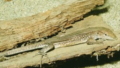 Cnemidophorus vanzoi