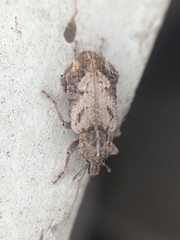 Listroderes difficilis