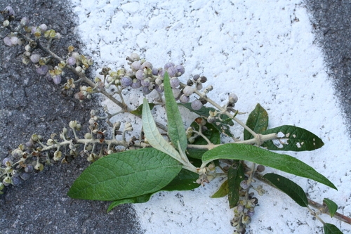 Buddleja madagascariensis, photograph 6