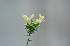 Loeselia ciliata