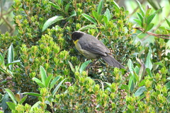 Atlapetes pallidinucha