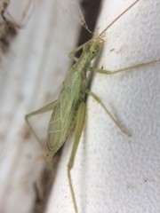 Oecanthus celerinictus