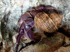 Coenobita brevimanus