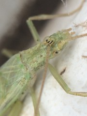 Oecanthus celerinictus