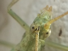 Oecanthus celerinictus