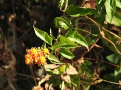 Pseudogynoxys haenkei