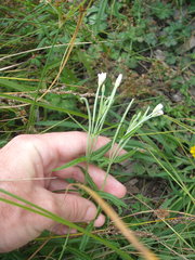 Epilobium pallidiflorum