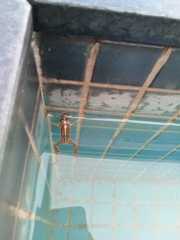 Leptodactylus gracilis