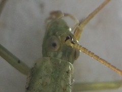 Oecanthus celerinictus