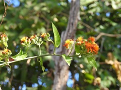 Pseudogynoxys haenkei