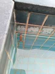 Leptodactylus gracilis