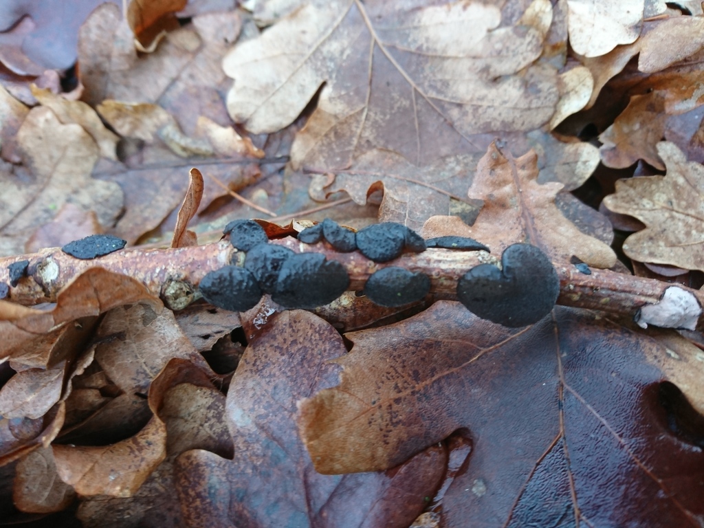 Exidia truncata · January 2026 · photo: © jadekf (iNaturalist, cc0)
