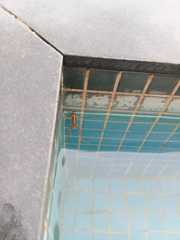 Leptodactylus gracilis