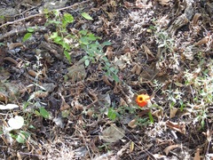 Adenophyllum aurantium