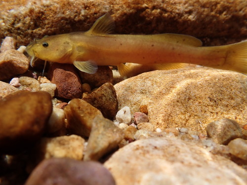 Spotted rock catlet (Austroglanis barnardi) — Austroglanididae — 2