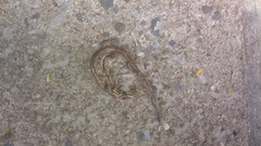 Diploglossidae