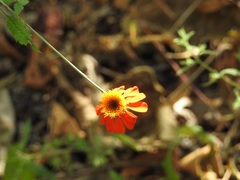 Adenophyllum aurantium