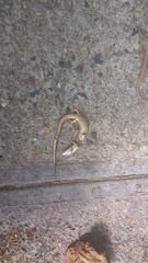 Diploglossidae