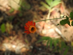 Adenophyllum aurantium
