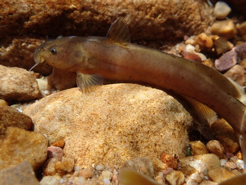 Spotted rock catlet (Austroglanis barnardi) — Austroglanididae