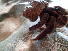 Coenobita brevimanus