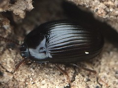 Platydema excavata