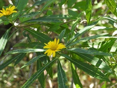 Verbesina neriifolia