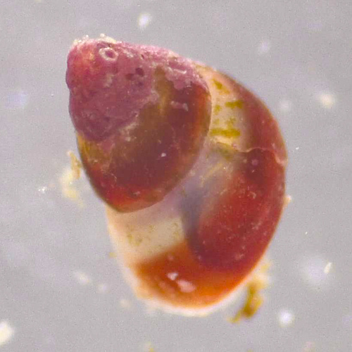 Barleeia unifasciata