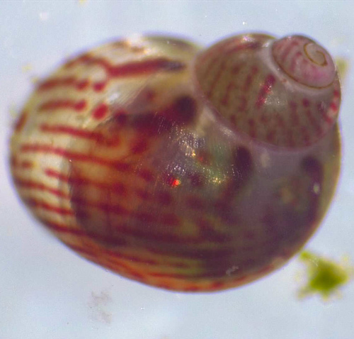 Tricolia picta