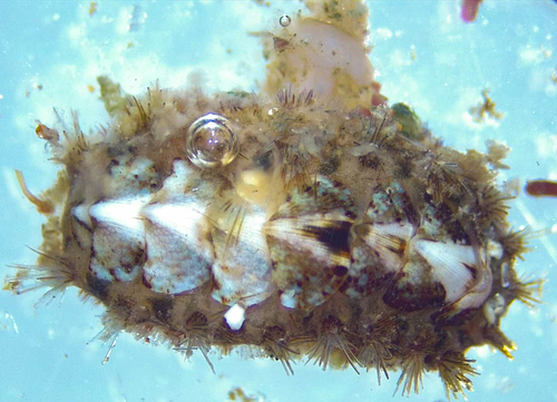 Acanthochitona crinita