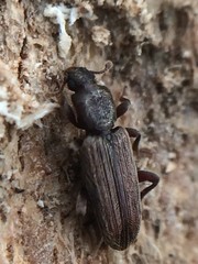 Bothrideridae