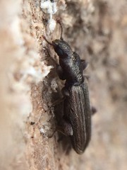 Bothrideridae