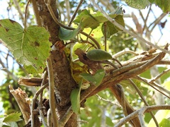 Marsdenia gualanensis