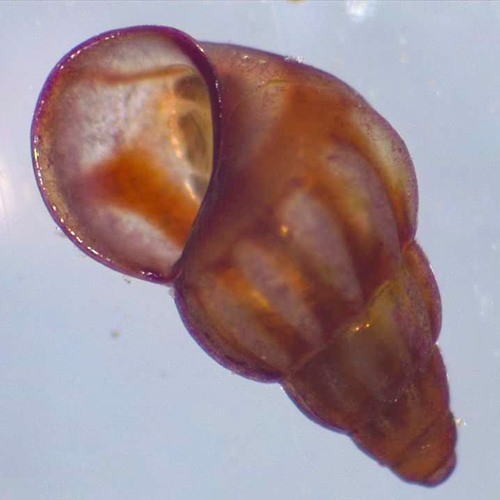 Rissoa parva