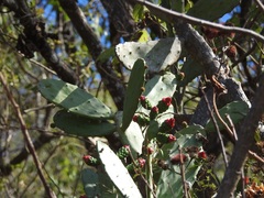 Opuntia dejecta
