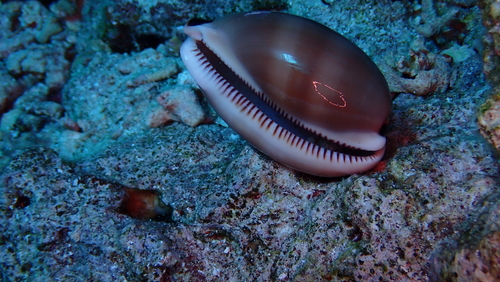 Cypraea pulchra observed 2026-01-08