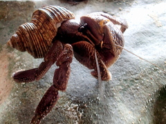 Coenobita brevimanus