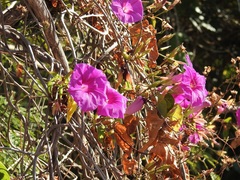 Ipomoea bernoulliana