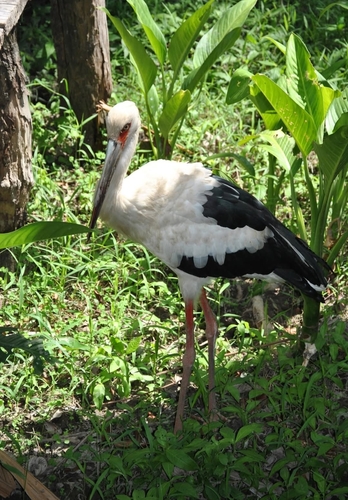 Maguari Stork