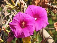 Ipomoea bernoulliana
