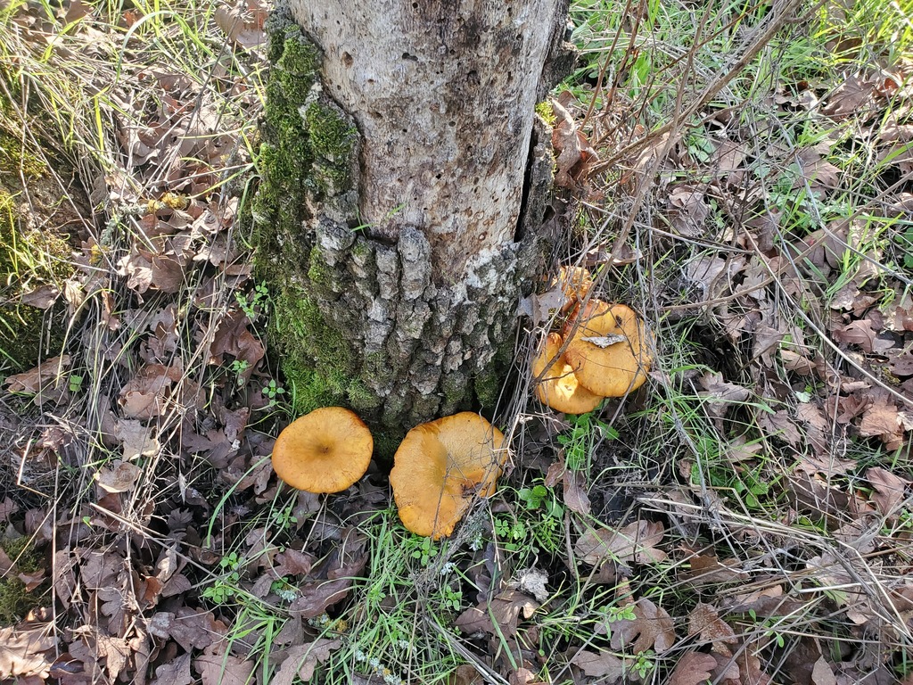 Omphalotus olivascens · January 2026 · photo: © arlenedevitt (iNaturalist, cc-by)