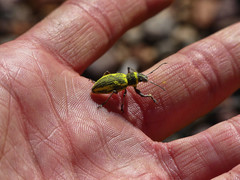 Naupactus sulphurifer