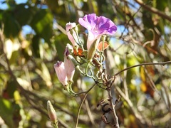 Ipomoea leucotricha