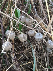 Physalis longifolia