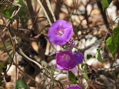 Ipomoea leucotricha