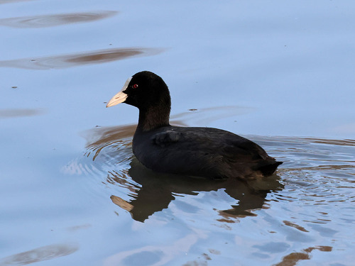 Focha común (Fulica atra)
